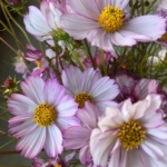 cosmos+bi+color+pink