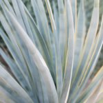 StudioMondine-Events_CamelbackMountain_001