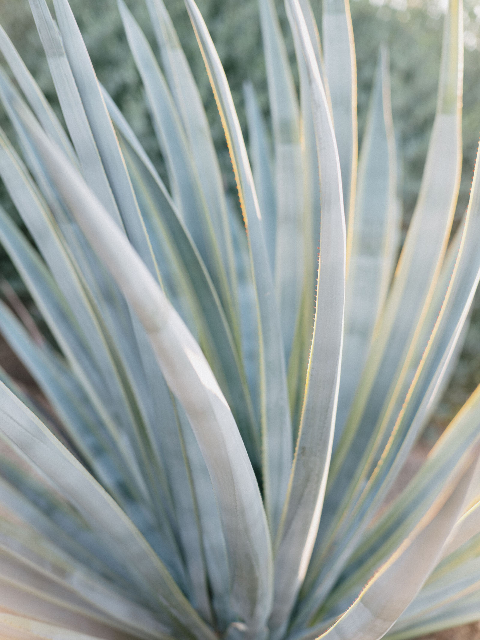 StudioMondine-Events_CamelbackMountain_001