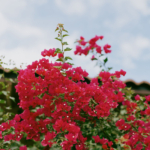 StudioMondine-Events_CamelbackMountain_008