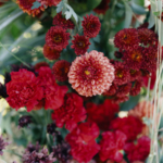 StudioMondine-Events_CamelbackMountain_012