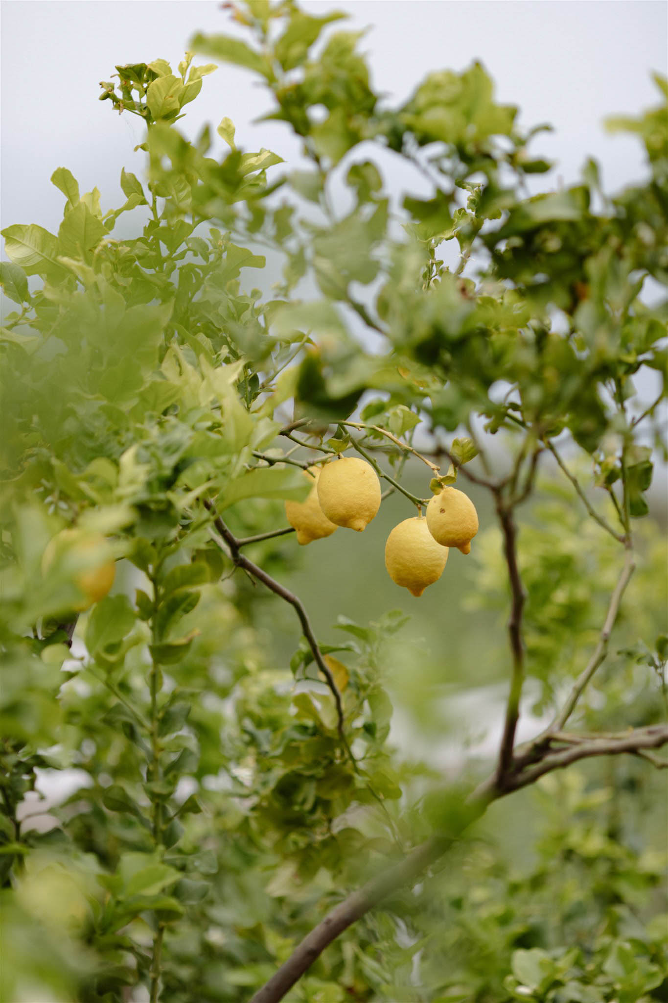 StudioMondine-Events_IsoladiSalina_003