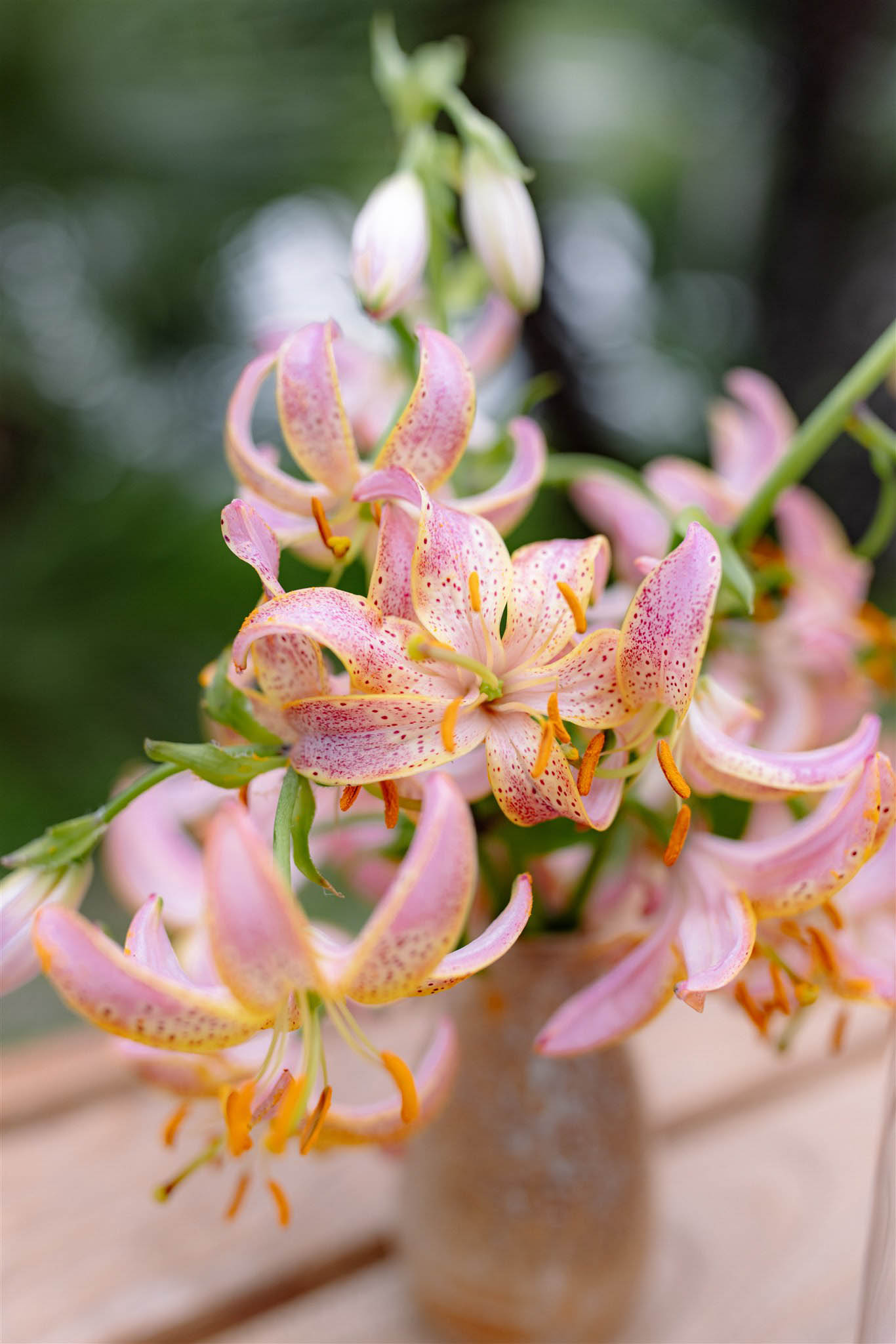 StudioMondine-Events_IsoladiSalina_006