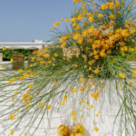 StudioMondine-Events_IsoladiSalina_016