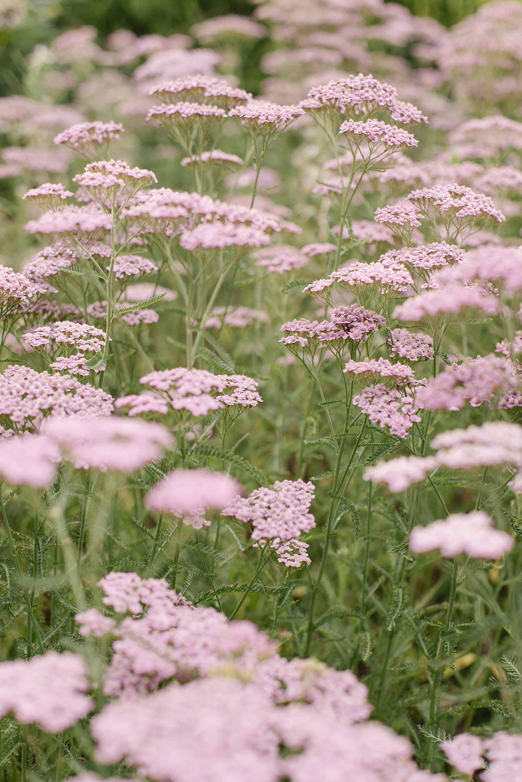 StudioMondine-Events_SaffronintheCity_023