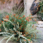 StudioMondine-Events_TaliesenWest_019