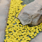 StudioMondine-Events_TaliesenWest_020