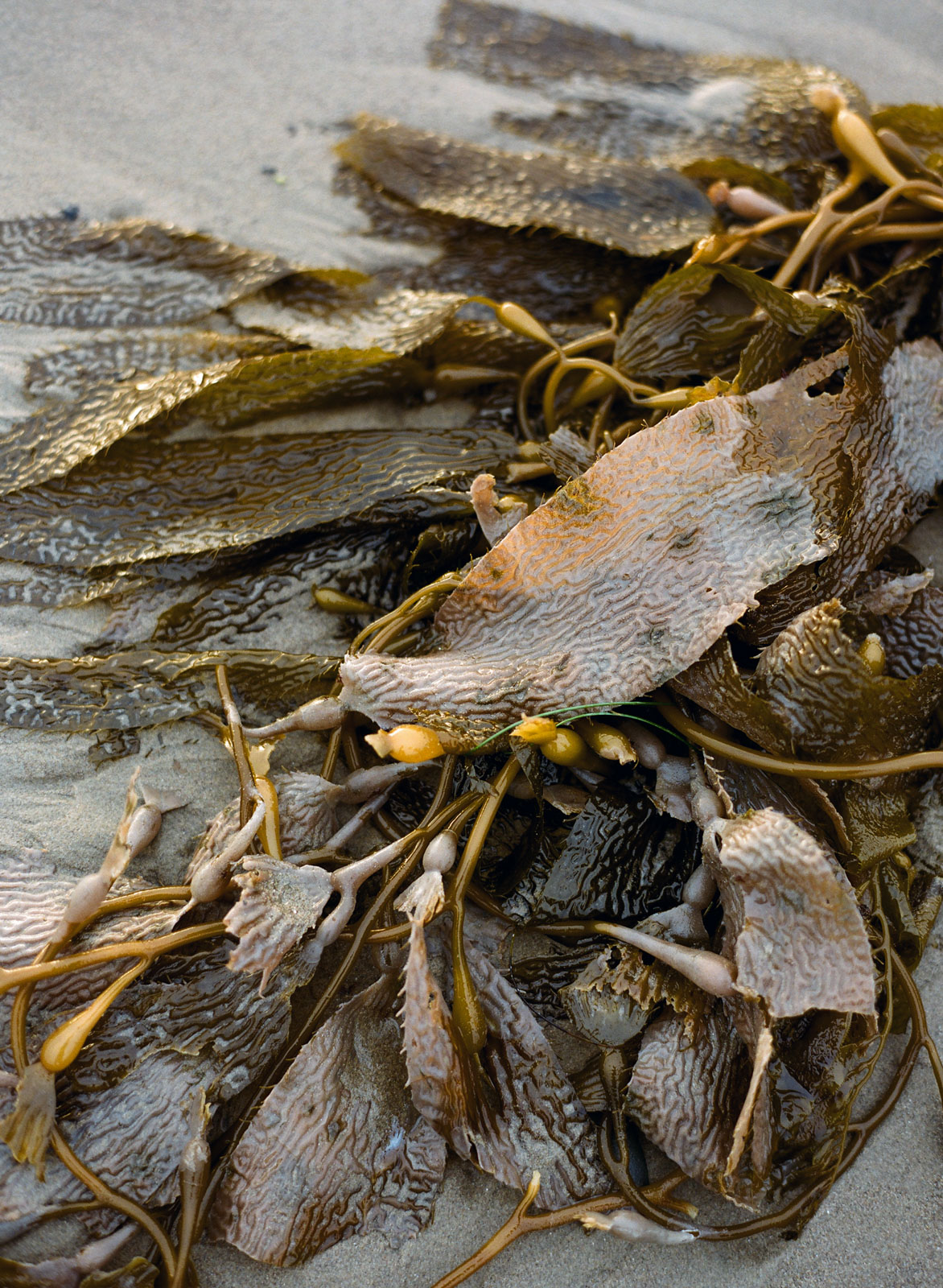 StudioMondine-Events_VillaSevillano_004