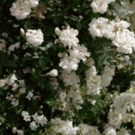 StudioMondine-Events_VillaSevillano_025