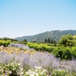 StudioMondine-Events_ASnakeIntheGarden_003