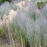 StudioMondine-Events_ASnakeIntheGarden_025