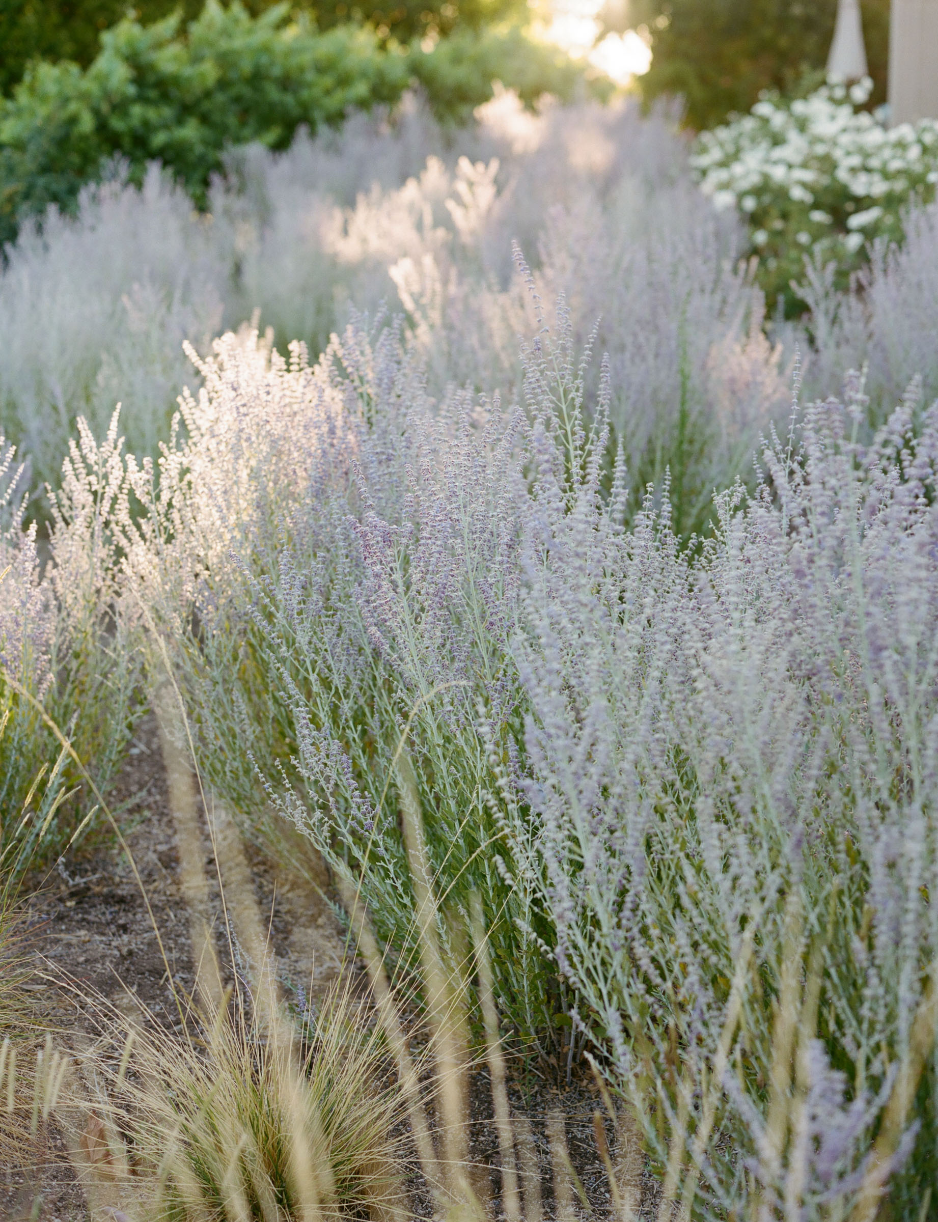 StudioMondine-Events_ASnakeIntheGarden_025