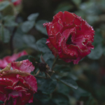 StudioMondine-Events_LivingInMystery_004
