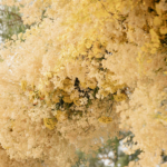 StudioMondine_Featured_02B